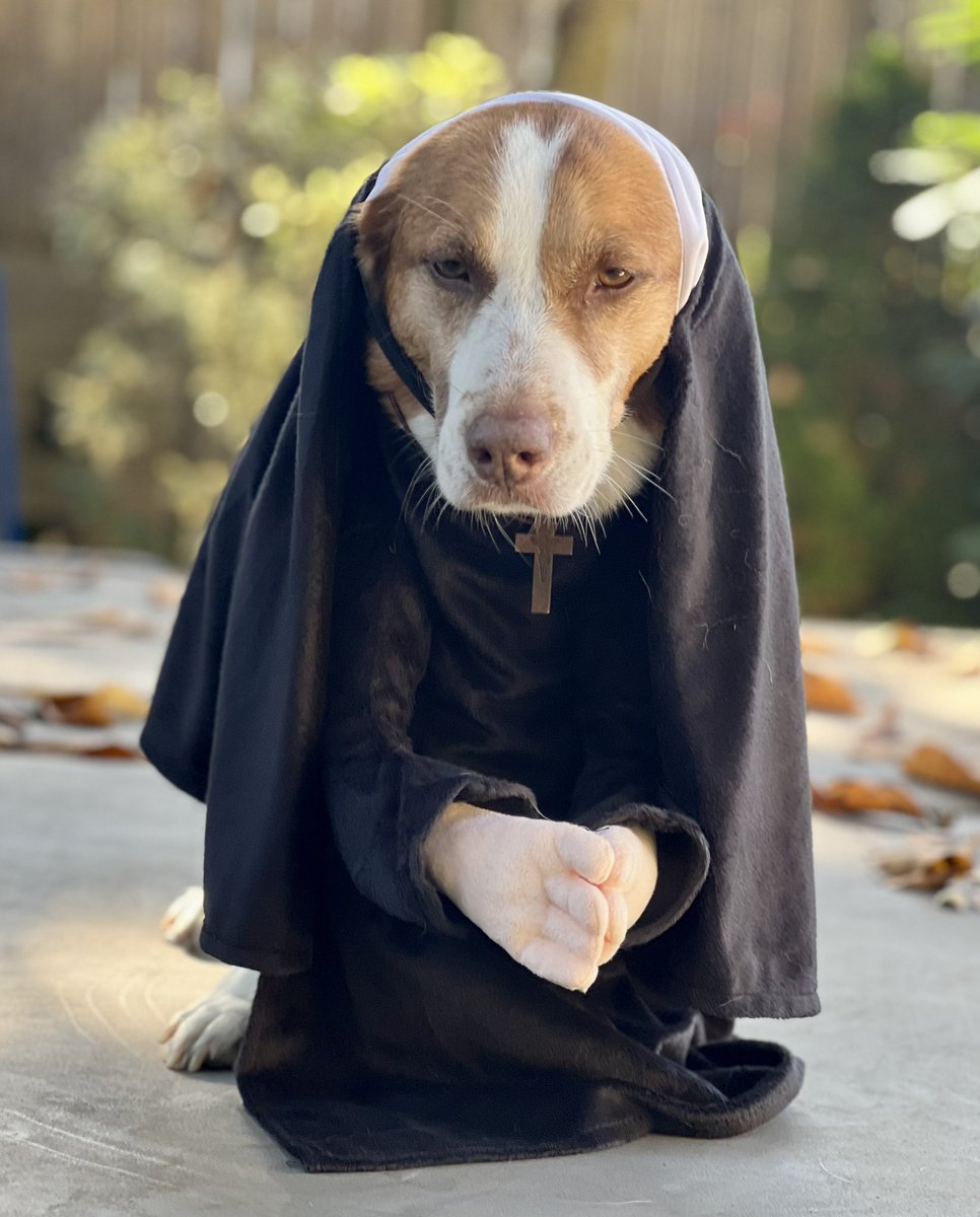 AIMPortW's tweet photo. @AnimalLeague My molly was rescued from NSAL 7 years ago. #halloweenmutts #Halloween2022 #dogsoftwitter #muttsoftwitter #animalrescue https://t.co/d37s4Eivyd