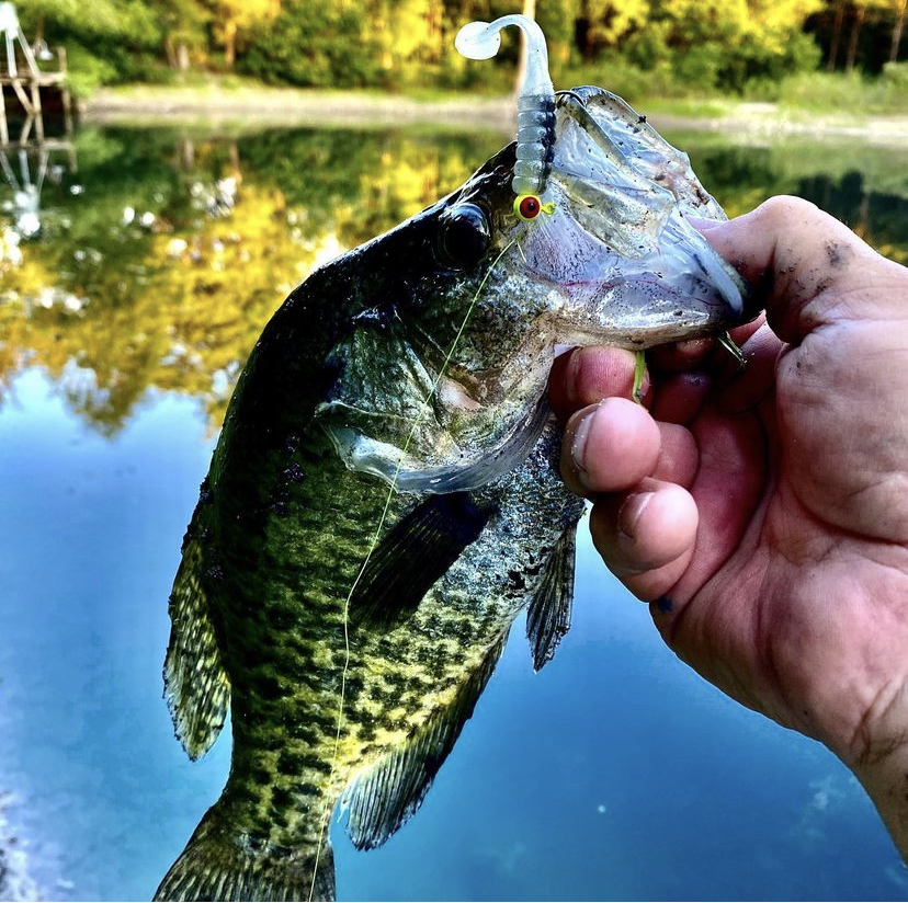 CrappieNow's tweet photo. Some #crappie anglers across the country frequent major reservoirs when in pursuit of crappie. Next time you visit your local lake, try using the #MrCrappie #Slabalicious to help fill your bucket!
https://t.co/DWjDILM1Dk
#mrcrappie #crappiefishing #crappiebait #crappie #fishing https://t.co/l2cigseGdY