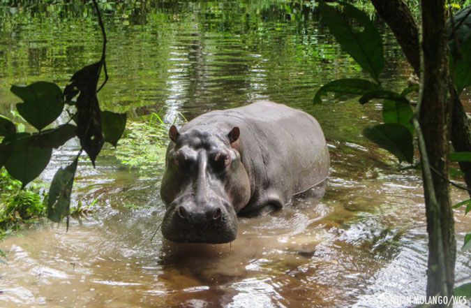 CongoVisit's tweet photo. En République du Congo, création d’un parc animalier de 400 hectares au village Moutoh, à 45 km de Brazzaville. 
🔗https://t.co/CCjmJ8ipgd

📍https://t.co/53izcx7RKn

#ÉcoTourisme #ParcZoologique #Congo #AHDAM #Biodiversite #Agropastoral #VillageÉcologique https://t.co/JsBXoTKra1