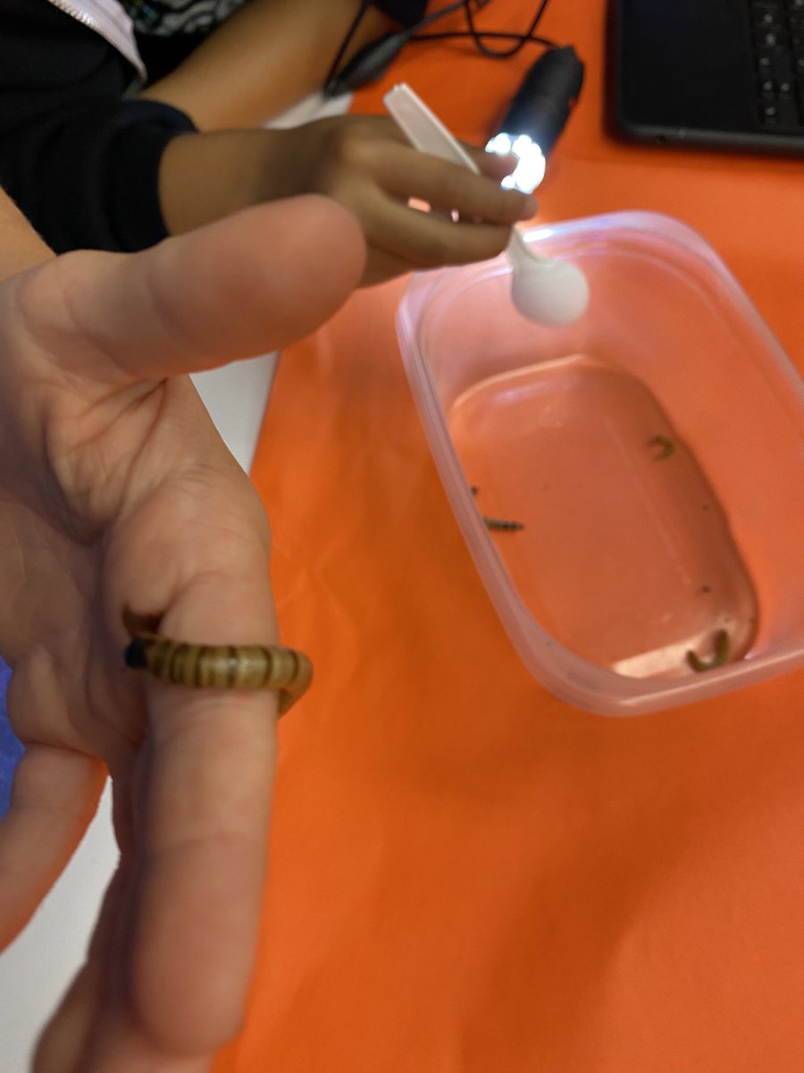 MrsWellsHB's tweet photo. Happy Halloween! What’s the best way to celebrate? With CREEPY CRAWLERS !!!! #HBCSchools #MoffettElementary #HBCSD https://t.co/CUxLZ6GSXm