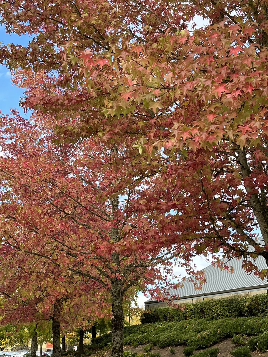 The trees at the main library and <a href="/THPRD/">THPRD</a> parks are so beautiful right now! 🍁🍂

#Autumnwatch #autumnleaves