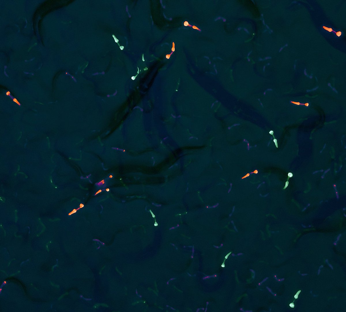 Happy Halloween - from our (spooky) worms to you!