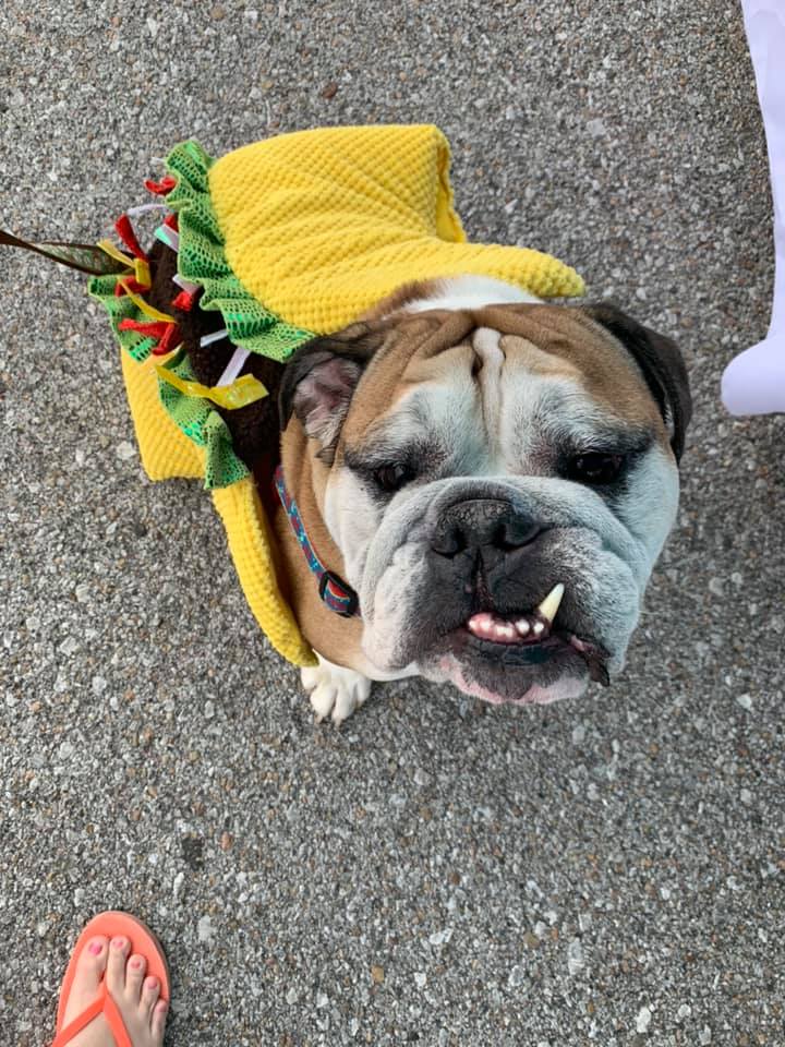 Let's TACO 'bout why you dressed me up like this! 

#HappyHalloween🎃 #DogsInCostumes

(📸: Heather Anna)
