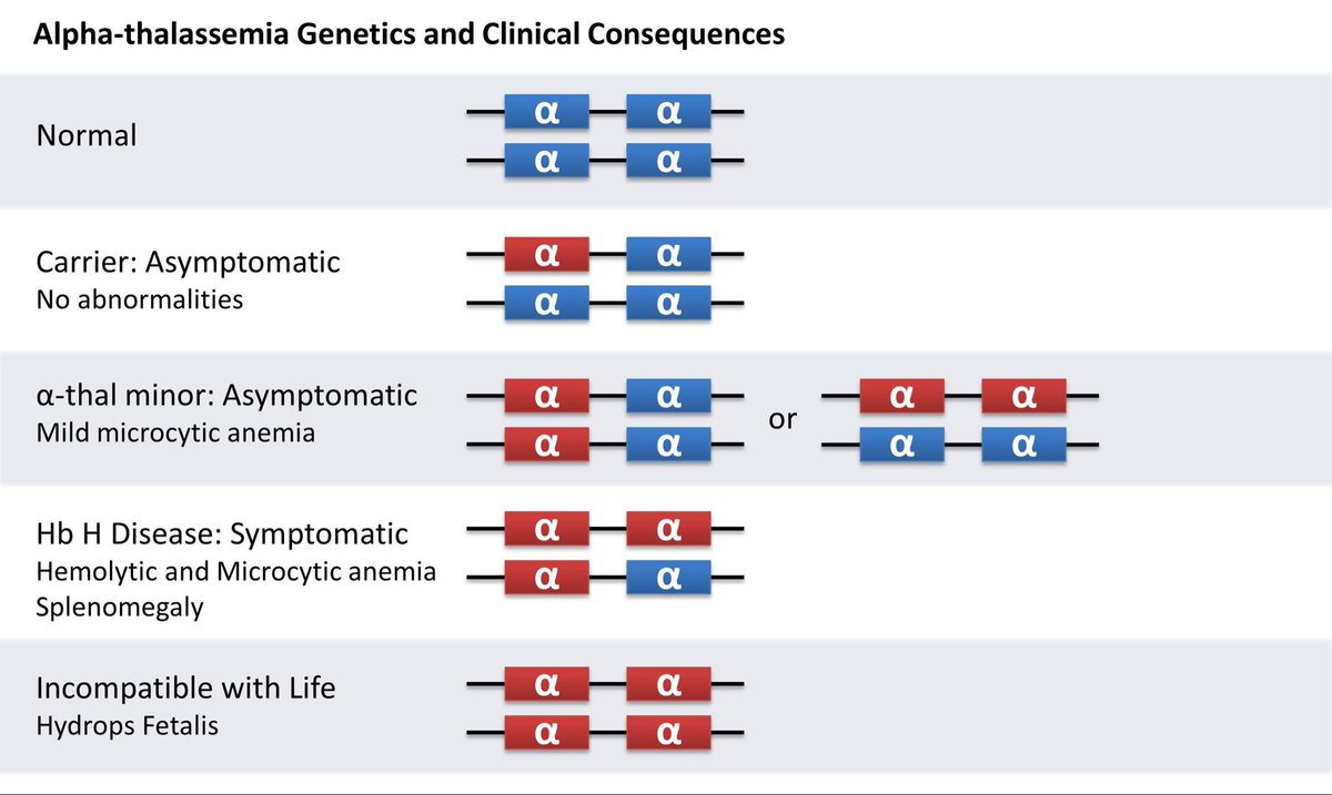 Why is alpha thalassaemia hard to understand? Because we have 4 alpha globin genes (2 from each pare...