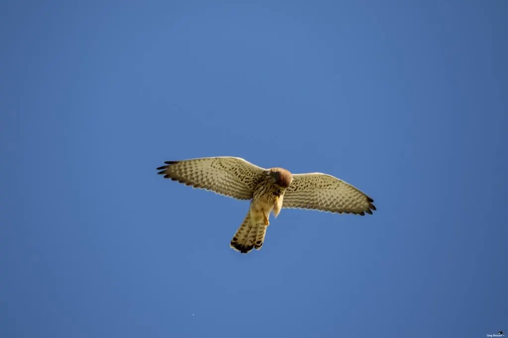 BirdWiseEK's tweet photo. Great start to the day at Western Undercliff with a Peregrine chasing off a pair of Raven. Quite the spectacle! And then finished the day with an Avocet sighting at Pegwell Bay! Join us tomorrow at Westgate for a chance to spot some of our #DaringDozen #birdwise https://t.co/Ax0iVncryQ
