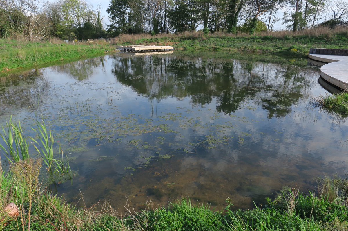 lynda_lambert's tweet photo. Still a bit of life showing on the newly renovated pond in the wild garden at Holme for Gardens today. Will be great to see it next year in the dragonfly season . #CommonDarters #Waterboatman https://t.co/LzW935nYuj