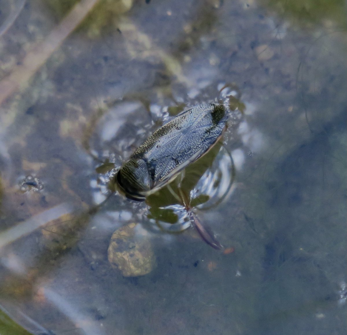 lynda_lambert's tweet photo. Still a bit of life showing on the newly renovated pond in the wild garden at Holme for Gardens today. Will be great to see it next year in the dragonfly season . #CommonDarters #Waterboatman https://t.co/LzW935nYuj
