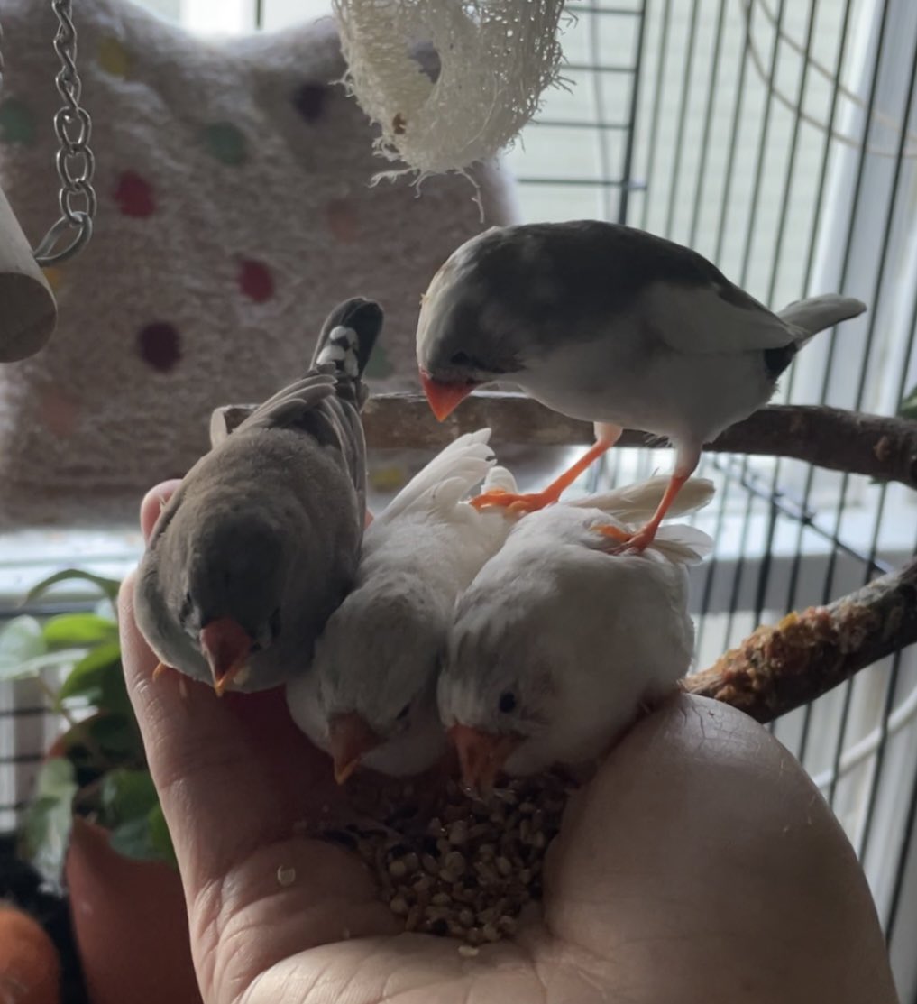 Chelsy Li tweet media