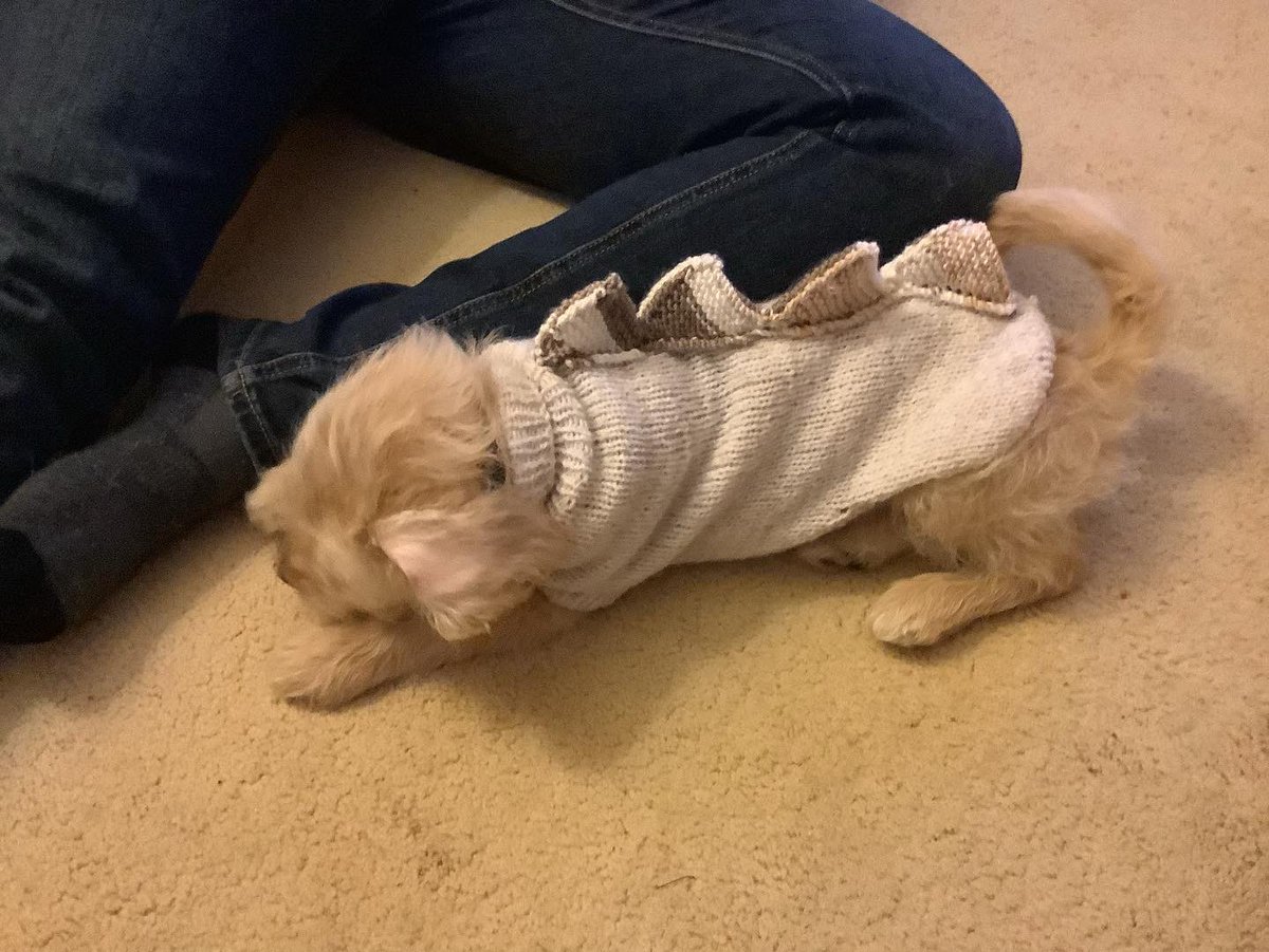 It’s the Ziggasaurus, hear me rrroar….!#dogsoftwitter  #dogslife #Halloween