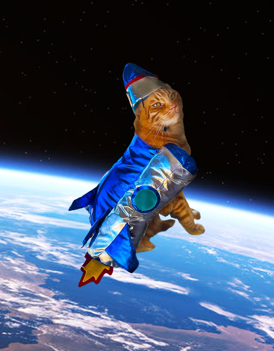 globalservicedc's tweet photo. #HappyHalloween from @FairchicGlobal's Rocket Man, Citrus. What is your office pet wearing this Halloween? https://t.co/lWes7Mm9cr