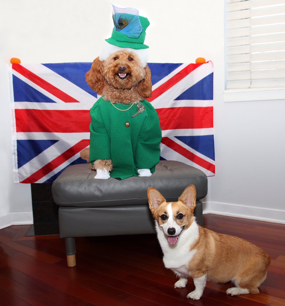 Canine Therapy Corps tweet media