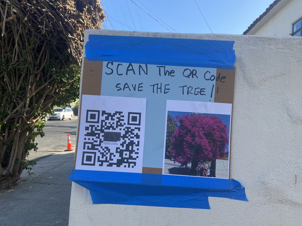 berkeleyside's tweet photo. This Berkeley bougainvillea has seen a stay of execution. https://t.co/25GXRd7TBW