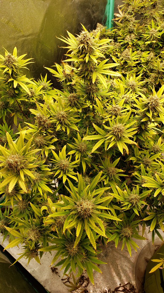 WeedCane's tweet photo. Happy Monday growmies &amp; fam. Still wet here in these hills but the girls are almost there Amber tris telling me to pull @UNITFARM_led
UF4000 lighting up
Stay lifted &amp; out of this world
#Mmemberville #gdc #growyourown #staylifted #StonerFam #irvinearmy #420life #ppp #unitfarmled https://t.co/lVOH3OIkwB