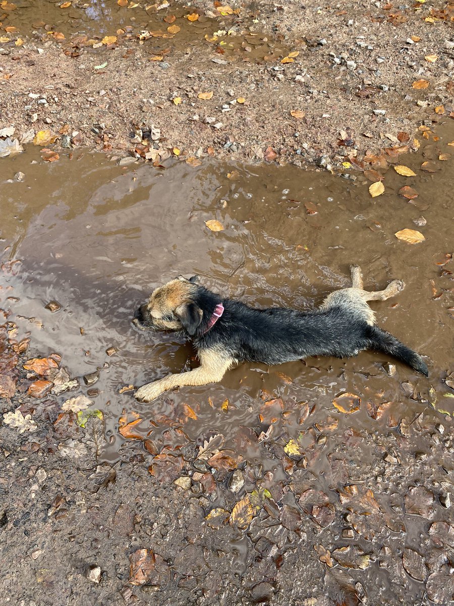 ted_bramble's tweet photo. #BTPosse hoomum sez I is a little shit bag coz I did run off for half an hour. Sheez not happy coz I had to av a dips in muddy puddles to coolz off. Soz hoomum I does luvs youz https://t.co/uwSekFgHjg