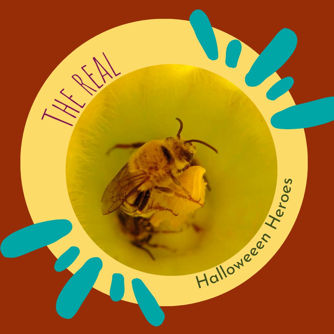 The real Pumpkin pollinator specialists the squash bees of North America. 
⁠
Squash bees emerge very early in the morning often before the sunrise and are busy pollinating Pumpkin in the near darkness well before any other bees are active.