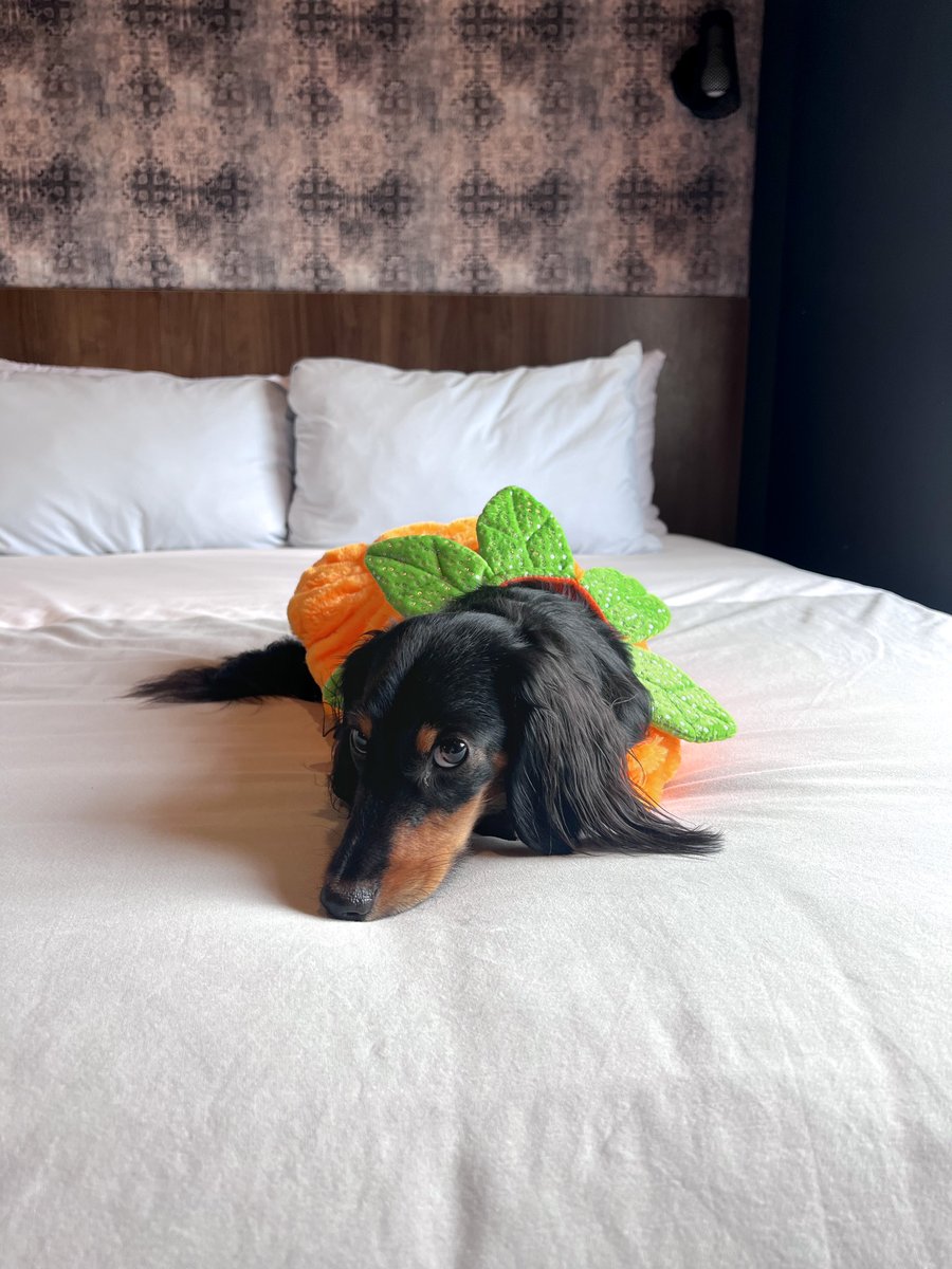 TRYPPgh's tweet photo. Next time you take a TRYP don't forget to TREAT the entire pumpkin patch 🎃🐾

TRYP Pittsburgh is dog friendly! https://t.co/hsBsGxbTeP