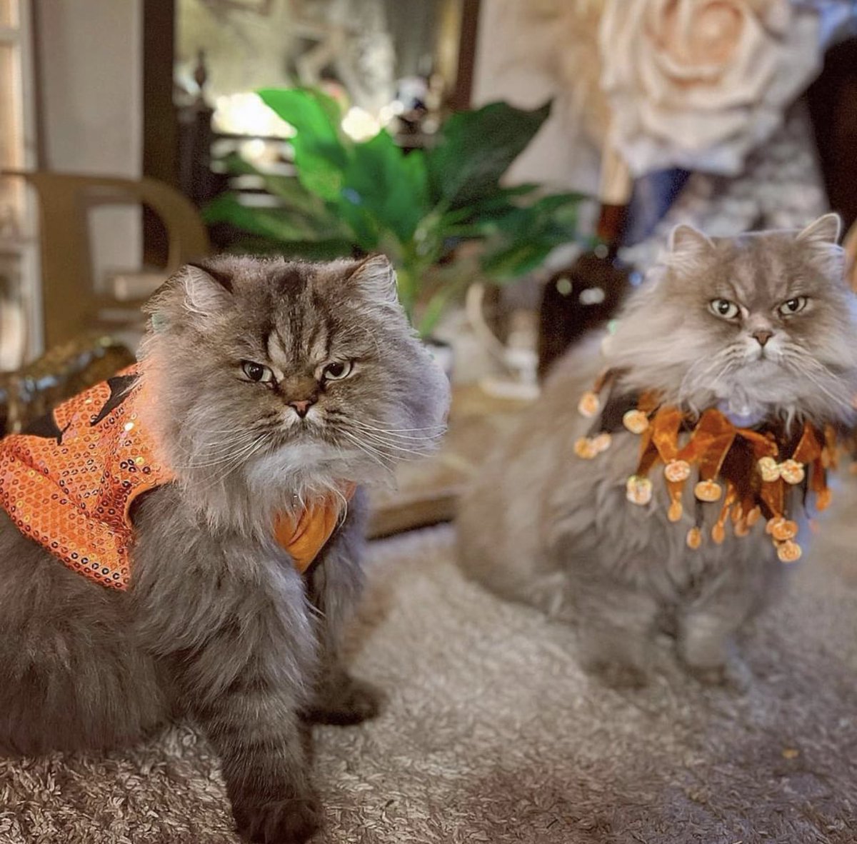 The Good Grief Trust tweet media