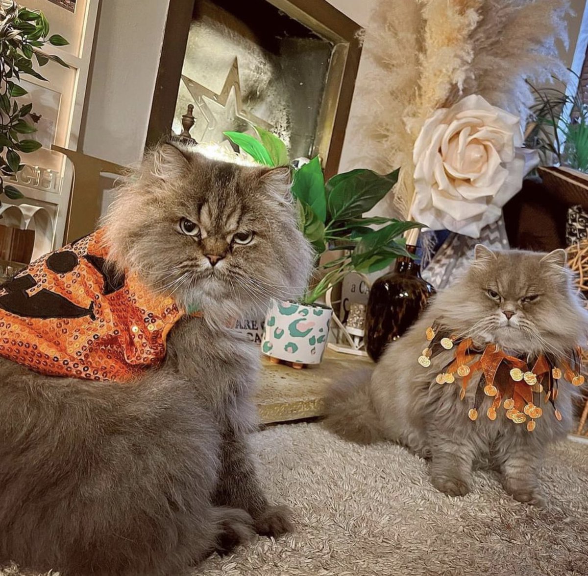 The Good Grief Trust tweet media