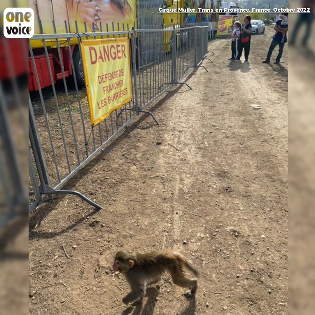 onevoiceanimal's tweet photo. Pendant que le dresseur du Cirque Muller nous envoie des menaces, nous recevons d'autres images de Trans-en-Provence: un singe en vadrouille à ses risques et périls, et toujours Jumbo qui se tape... @ChristopheBechu, c'est quand vous voulez. #SauvonsJumbo #CirquesSansAnimaux https://t.co/awclbybs6o
