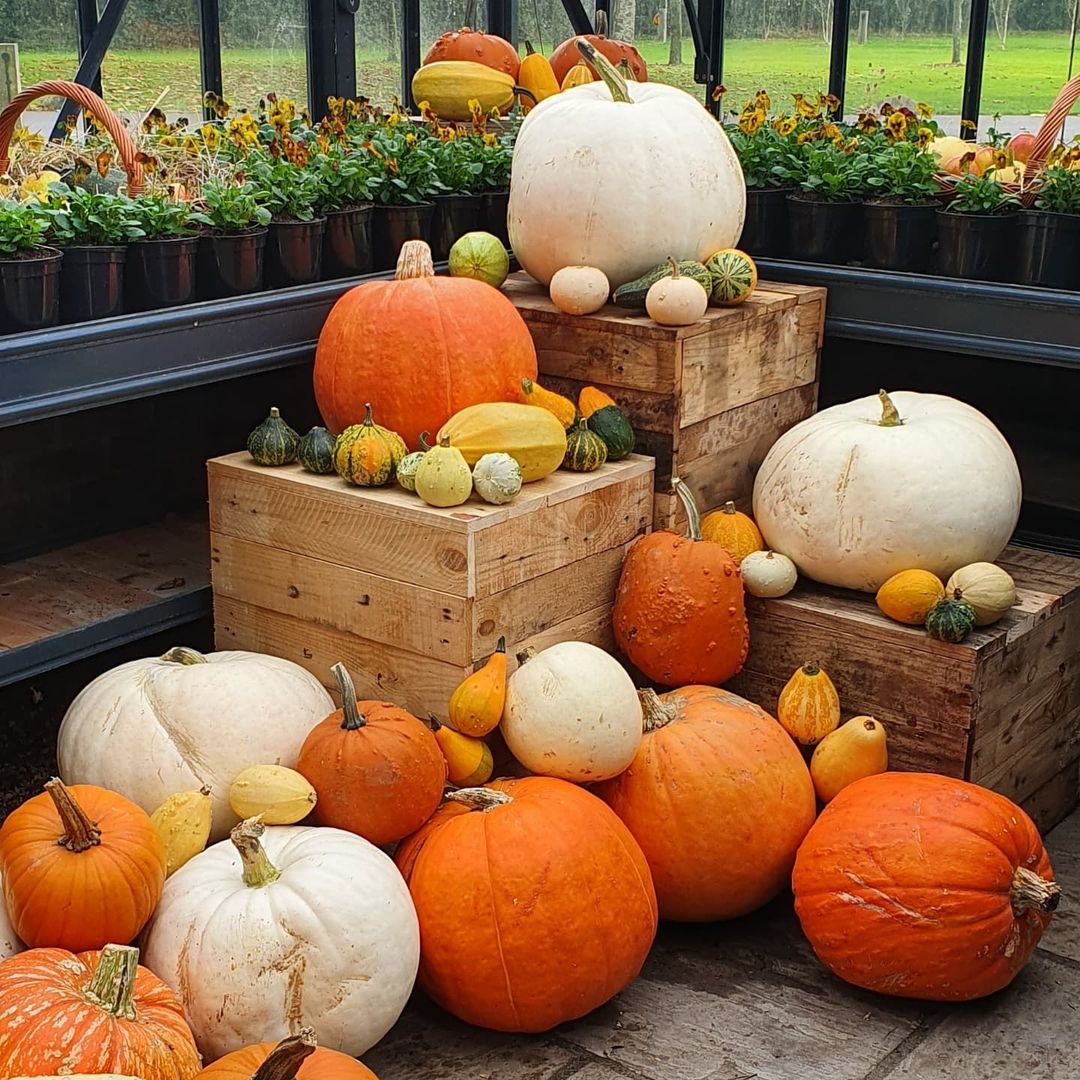 Nothing says #Halloween quite like a homegrown pumpkin display...🎃

📸IG: darrenvenables

#thekitchenatcg #chewtonglen #jamesmartin #pumpkin