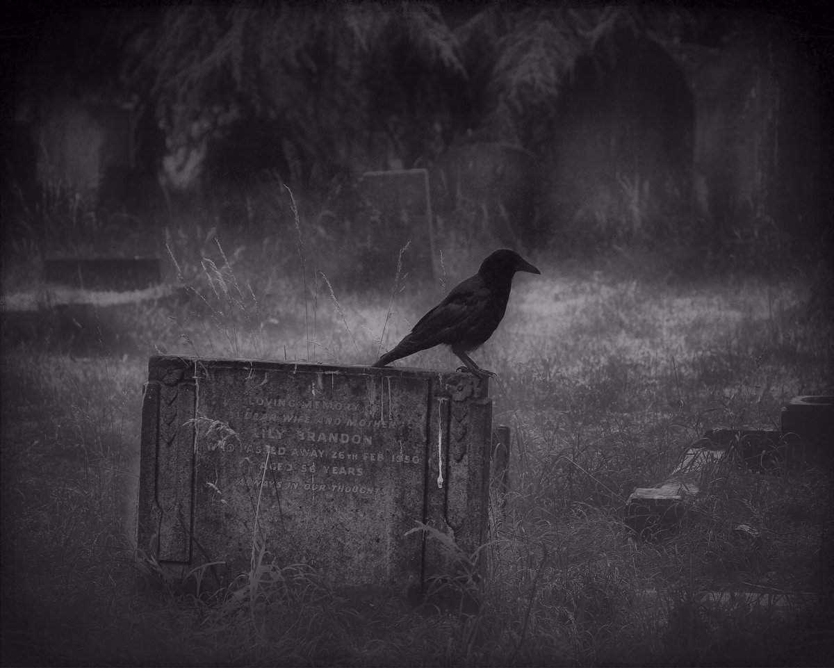 ... the crow ... #crow #halloween #london #cemetery #bromptoncemetery #blackandwhite #monochrome #lowlight #explore #mood #atmosphere #dream #imagination #silence #solitude #mystery #magic #spell