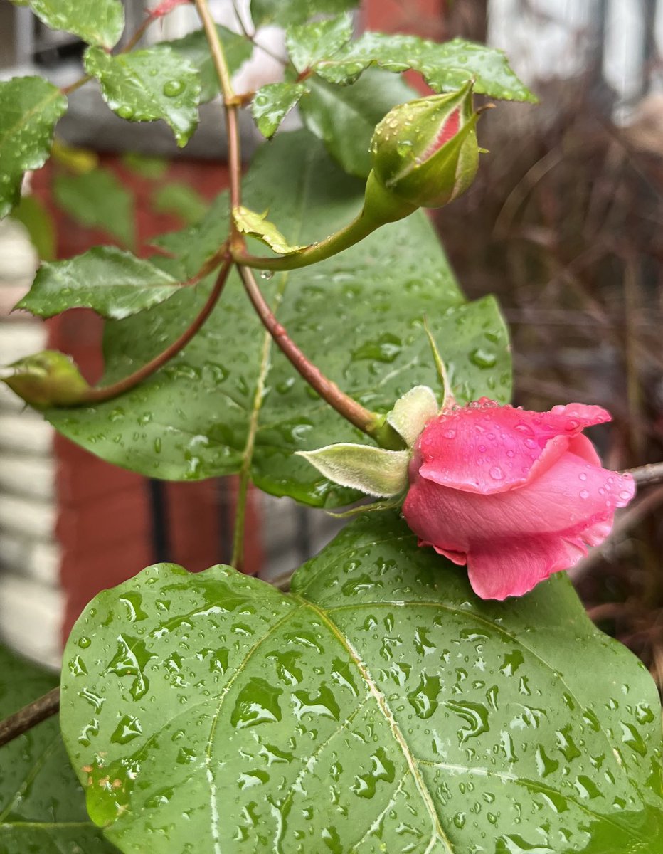 AngadKaurKhalsa's tweet photo. @DavidMariposa1 Last day for #OctoberDroplets https://t.co/u0bU0Xjgcq