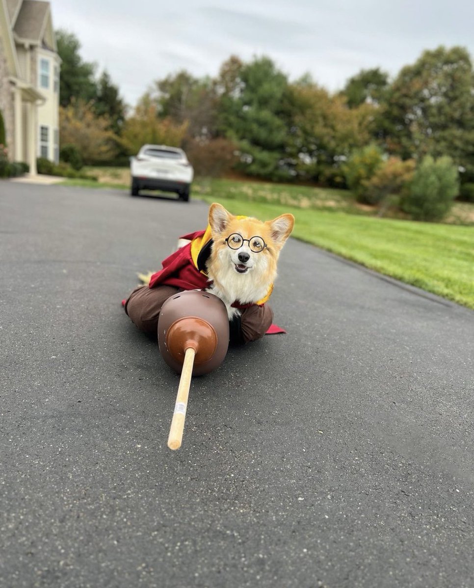 PAVGOD's tweet image. It’s a Nimbus 2000!