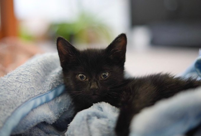 Happy Halloween from my Halloween demon 🎃🐈&zwj;⬛ https://t.co/ebAmz4ThgG<a href="/tag/la"class="tags"><span>#la</span></a>