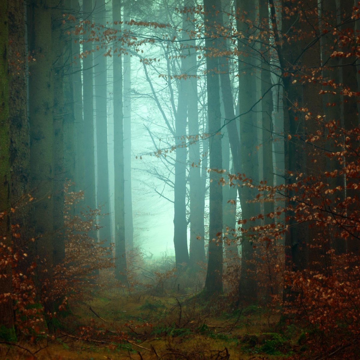 New KLOF Mix - Ft Mali Obomsawin, Marisa Anderson, Burd Ellen, One Leg One Eye, Marlais, Goat, Sharron Kraus, Elspeth Anne, Trevor Beales, David A. Jaycock, The Phonometrician, Harmonie Fields, Everest Magma, Blake Hornsby, Earth Room, Jessica Moss &amp; more. folkradio.co.uk/2022/10/klof-n…