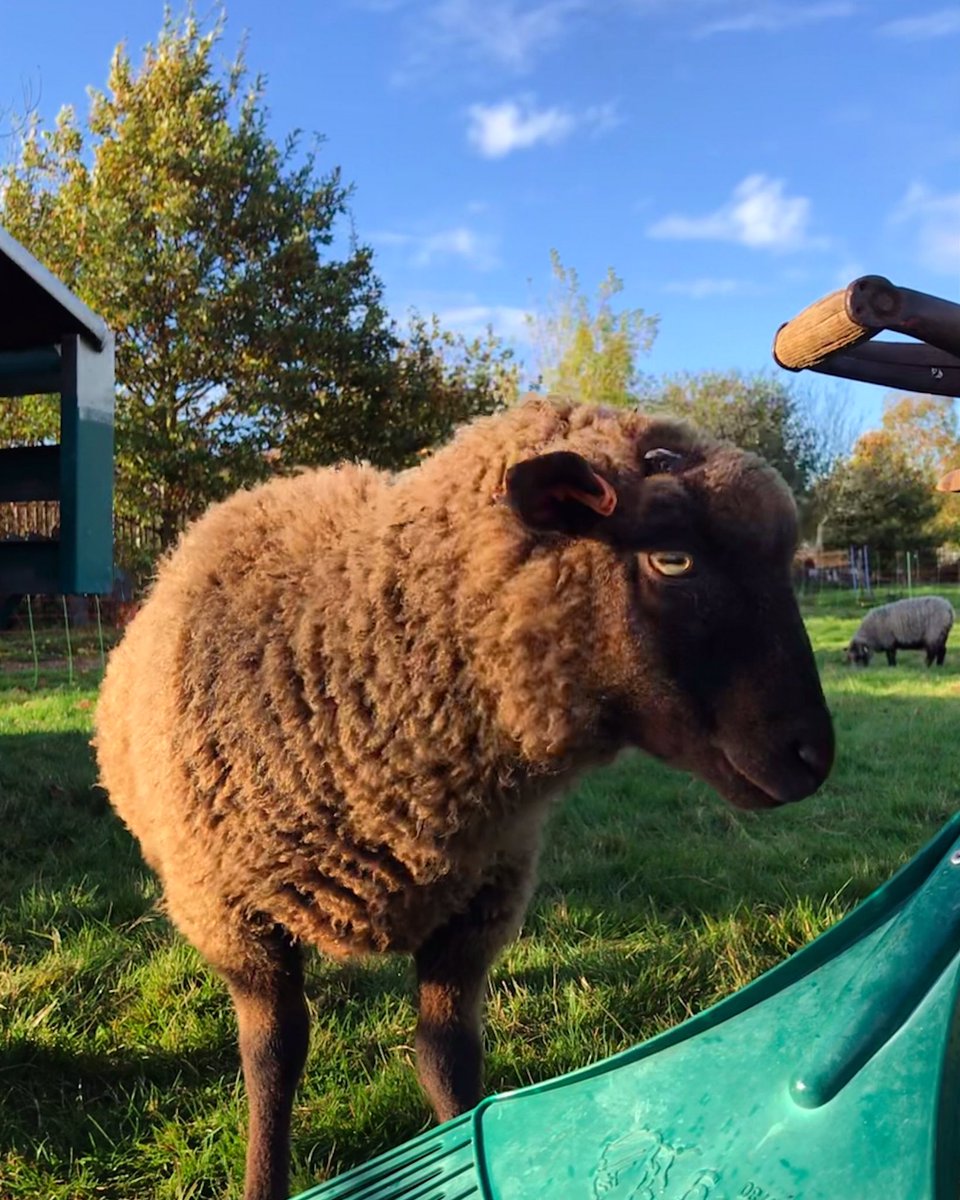 What’s this? Wovember? 
A month of celebrating wool! 
#Wovember #Shetlandsheep