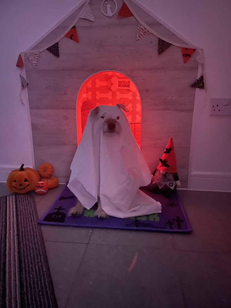 no1border's tweet image. Boo 👻  
Nae tricks frae this dug 
But I’m sure I will still get plenty treats when I head guysing #BTPosse