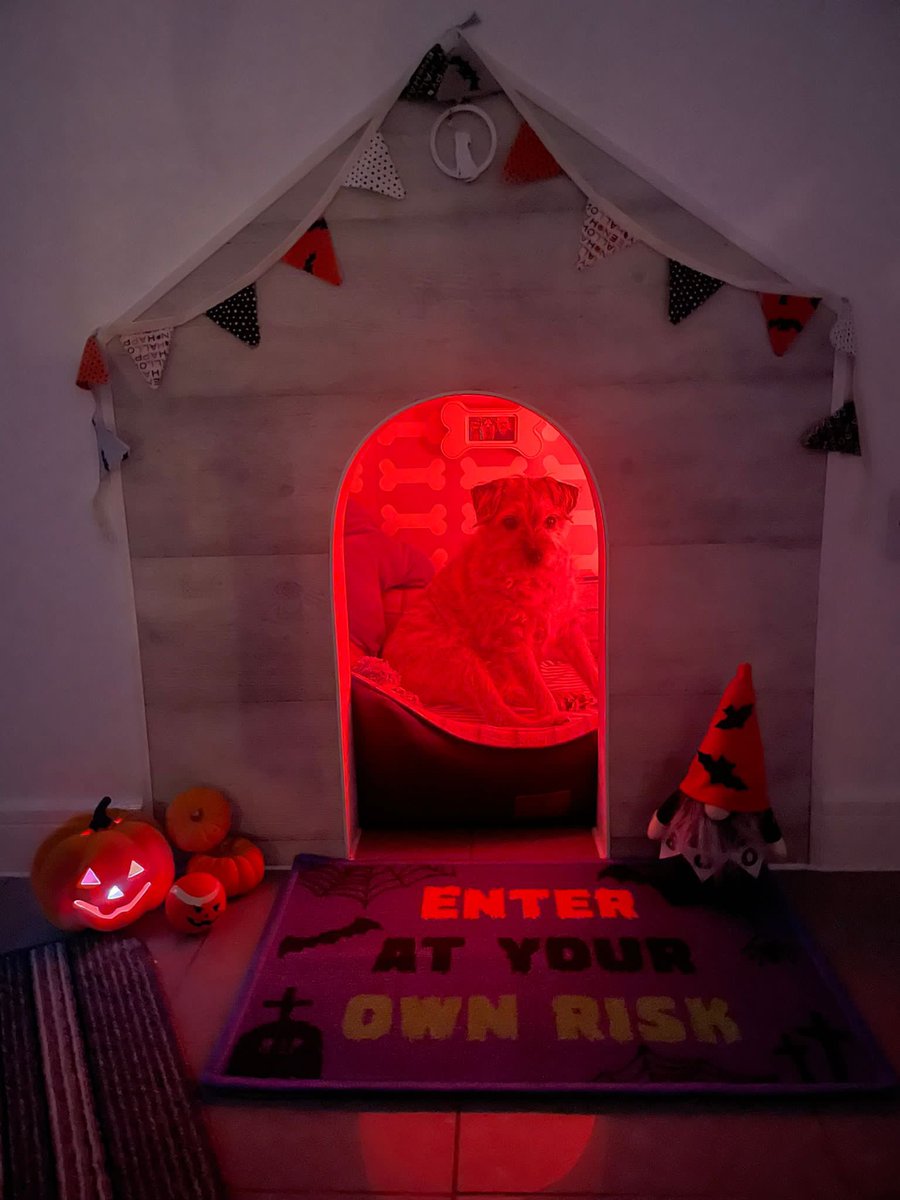 no1border's tweet image. Boo 👻  
Nae tricks frae this dug 
But I’m sure I will still get plenty treats when I head guysing #BTPosse