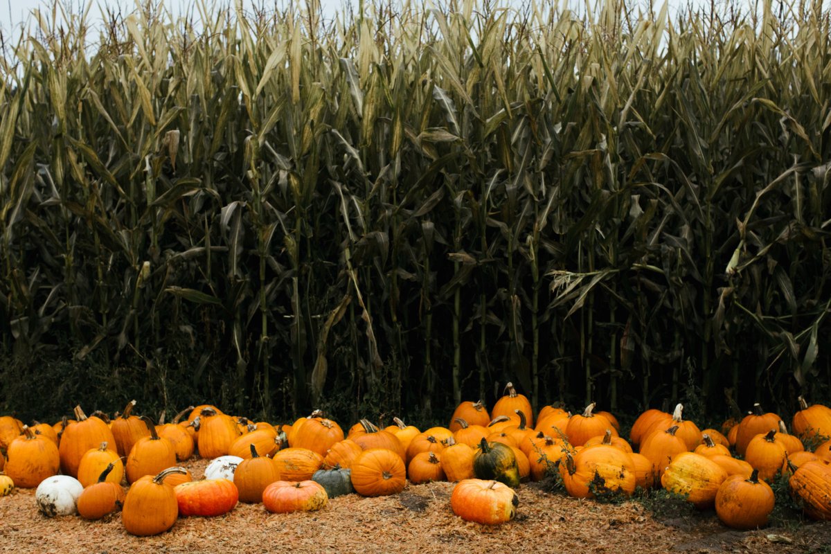 Another beloved day brought to you by #CdnAg. #HappyHalloween