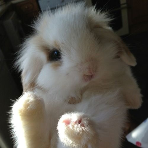 L1GH7C0RE's tweet image. Sim! Um coelho e uma velha 🌷 amo muito eles