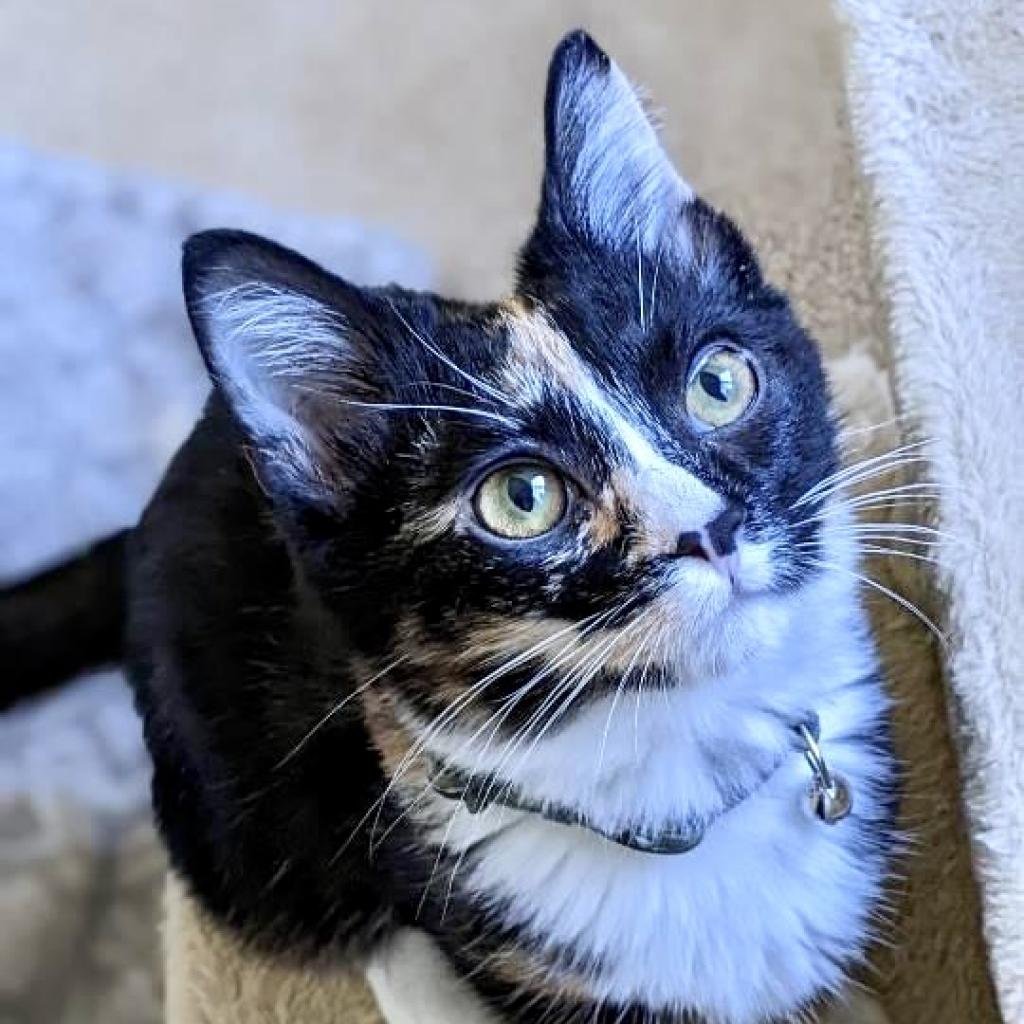 CityDogsRescue's tweet photo. #adoptable Phoenix is the only girl of the Maverick Kittens Phoenix is the gymnast of the bunch. She loves to settle into her favorite place...the window sill and spends time relaxing while watching the birds and bugs go by.
#adoptPhoenix today! https://t.co/iSxEGlfyYa https://t.co/kDOx5eNxlf