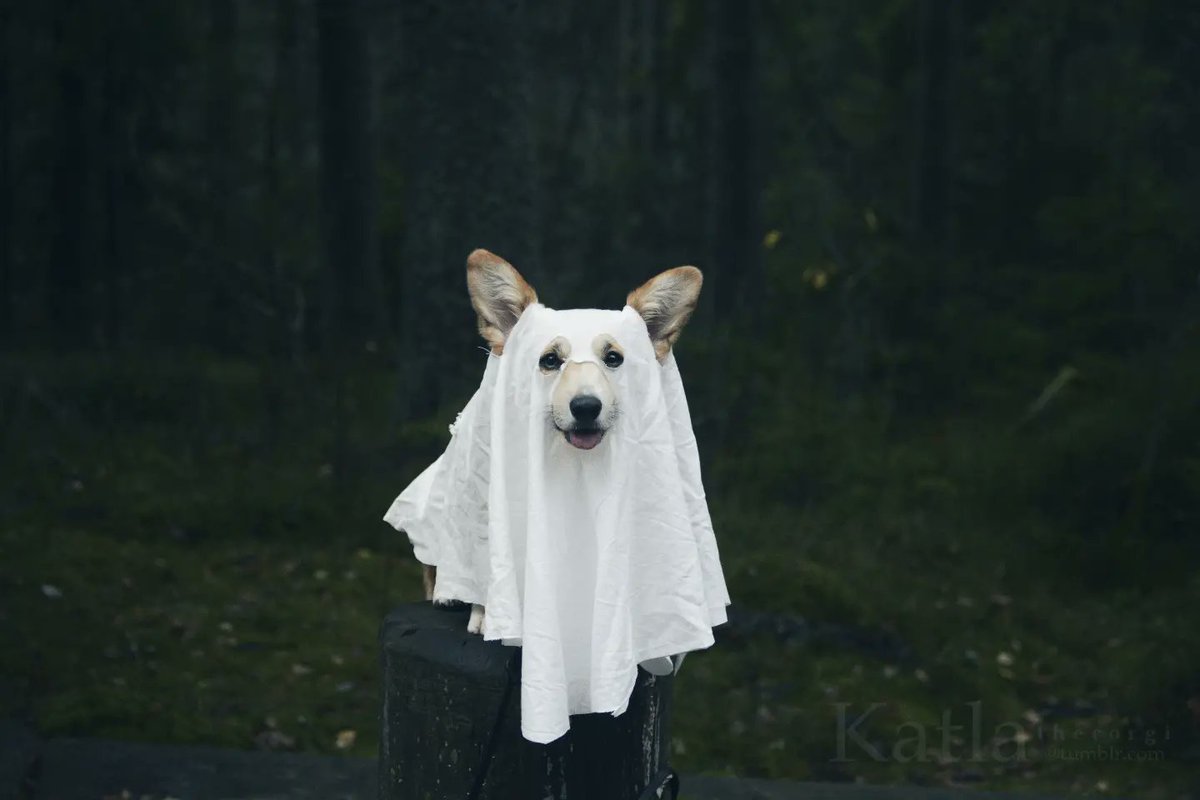 Happy Halloween! 👻