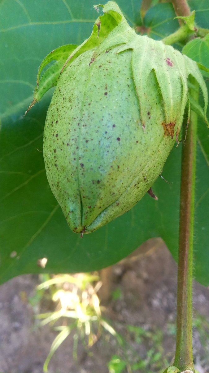 Mosfeq (@mosfeq2) on Twitter photo 