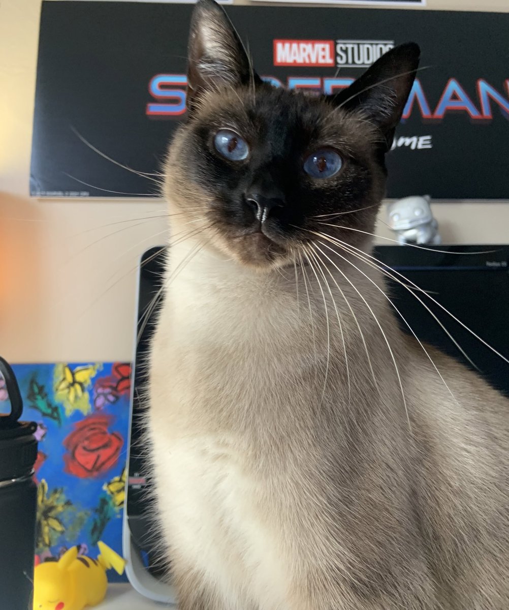 victoria tweet media