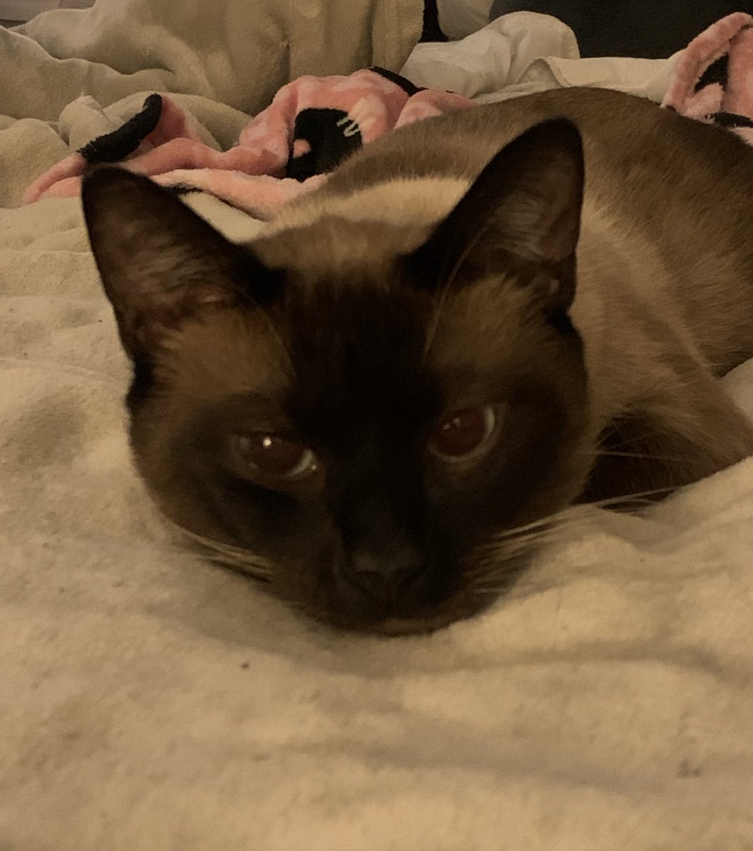 victoria tweet media