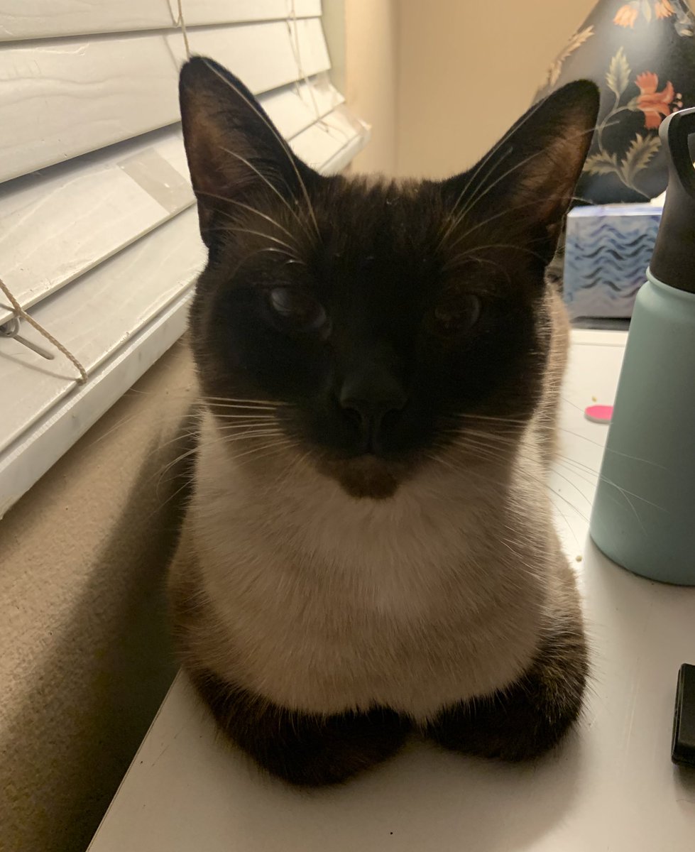 victoria tweet media