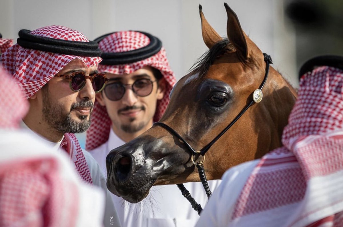 مربط سما نجد Sama najd stud tweet media
