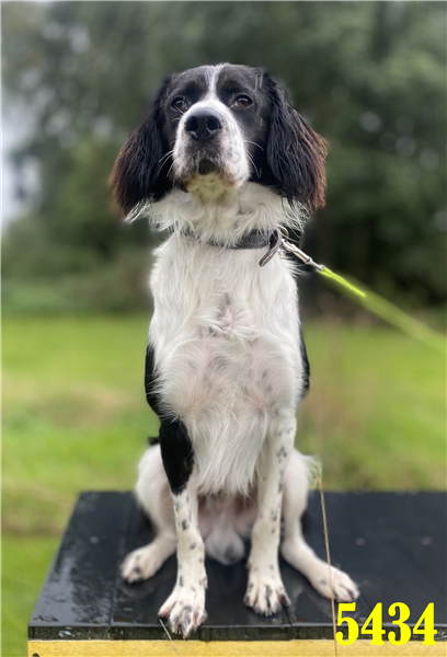 Please retweet to help Deano find a home #STAFFORDSHIRE #UK Beautiful Collie cross Spaniel aged 3, he can live with children aged 8+ as the only pet in the home. DETAILS or APPLY👇 bordercollietrustgb.org.uk #dogs #Collies #pets