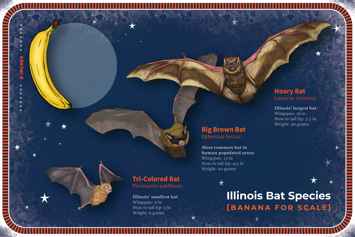 Happy Halloween! This #BatWeek we bring you 3 #Illinois #bats—the largest, smallest, &amp; most common in populated areas—w/ a #BananaForScale! 🦇

Learn more about #ILBats ➡️ illinoisbats.org

@tarahohoff <a href="/gieserguy/">Ricky Gieser</a> <a href="/battigail/">Abby Pagels</a> <a href="/Mark_A_Davis79/">Mark A. Davis</a> <a href="/PrairieResInst/">Prairie Research Institute</a> <a href="/Mammalogists/">Am Soc Mammalogists</a>