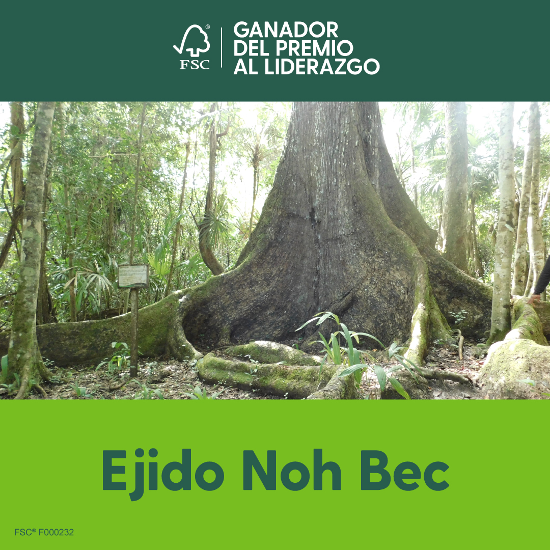 RainforestALLMX's tweet photo. 🌳🥳Felicidades al Ejido Noh Bec por ser reconocidos con el Premio de Liderazgo #FSC2022. #SabíasQue Noh Bec es la primera comunidad forestal certificada en el mundo por @FSC_IC @FSCMEXICO https://t.co/csdGY5HSMe