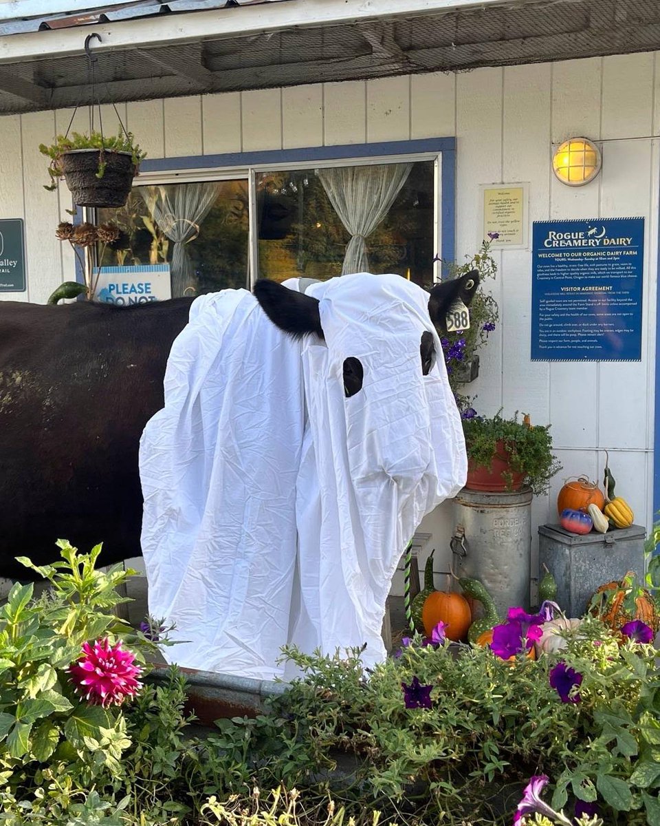 Happy Halloween!!! Our mischievous cow Mercedes decided she’d rather say “BOO” rather than “MOO” today. She had a LOT of fun dressing up, and hopes you do, too! #MooMonday #BooMonday