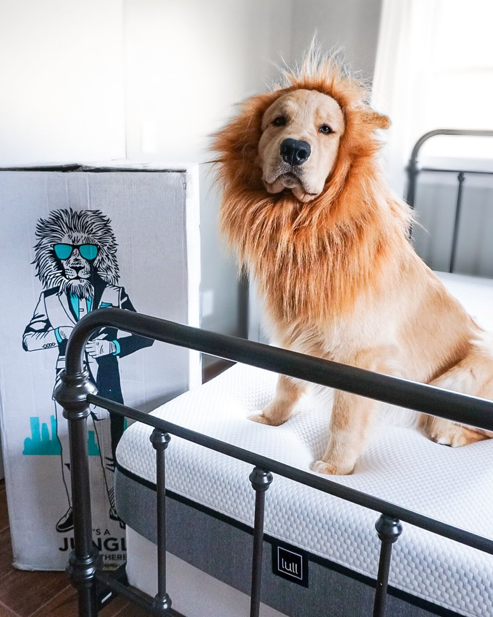 LullBed's tweet photo. The cutest Halloween costume we've ever seen #getyourlullon 🦁
.
.
.
.
.
#halloween #goldensofinstagram #lullmattress #getyourlullon #petsbringustogether #petsrule #petsuniversal #petsofinstgram #petsphotography #petstagrams #petsinstagram #petsfriendly #petsathome #petslove # https://t.co/TX8ZYKkuxJ