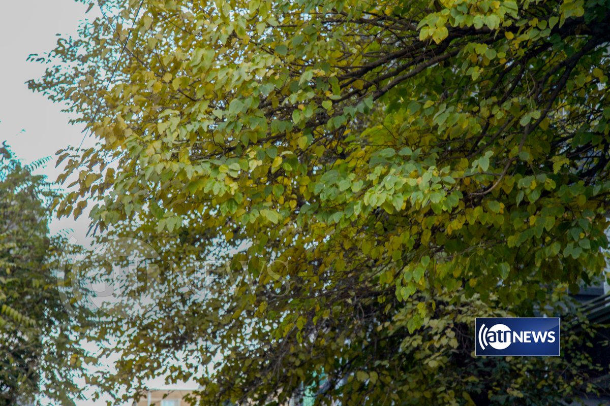 ArianaNews_'s tweet photo. As winter approaches, the trees of Kabul turn copper - testimony to the already chilly weather in the capital

#ArianaNews #Autumn #Kabul #Nature #Trees #Photography https://t.co/IF5YePCkbI