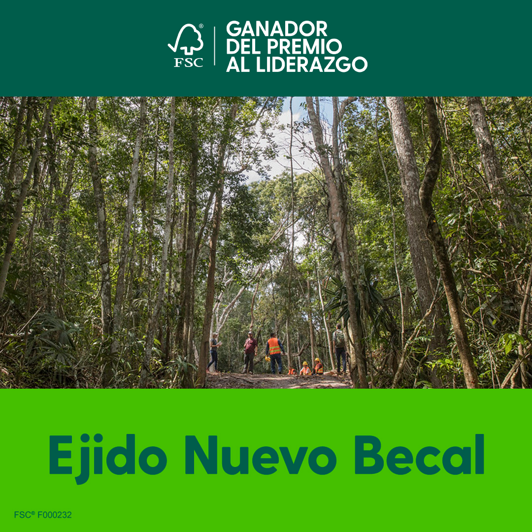 RainforestALLMX's tweet photo. 🌿🎉Felicidades al Ejido Nuevo Becal por obtener el Premio de Liderazgo #FSC2022. #SabíasQue cuentan con el primer certificado comunitario @FSC_IC @FSCMEXICO por Demostración del Impacto sobre la Conservación de la Biodiversidad para México y para toda Norteamérica 🌿🎉 https://t.co/p8EnOso3UQ