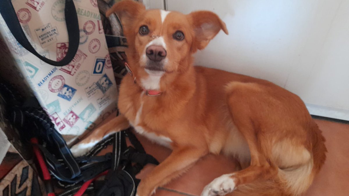 NUEVA VIDA ADOPCIONES tweet media