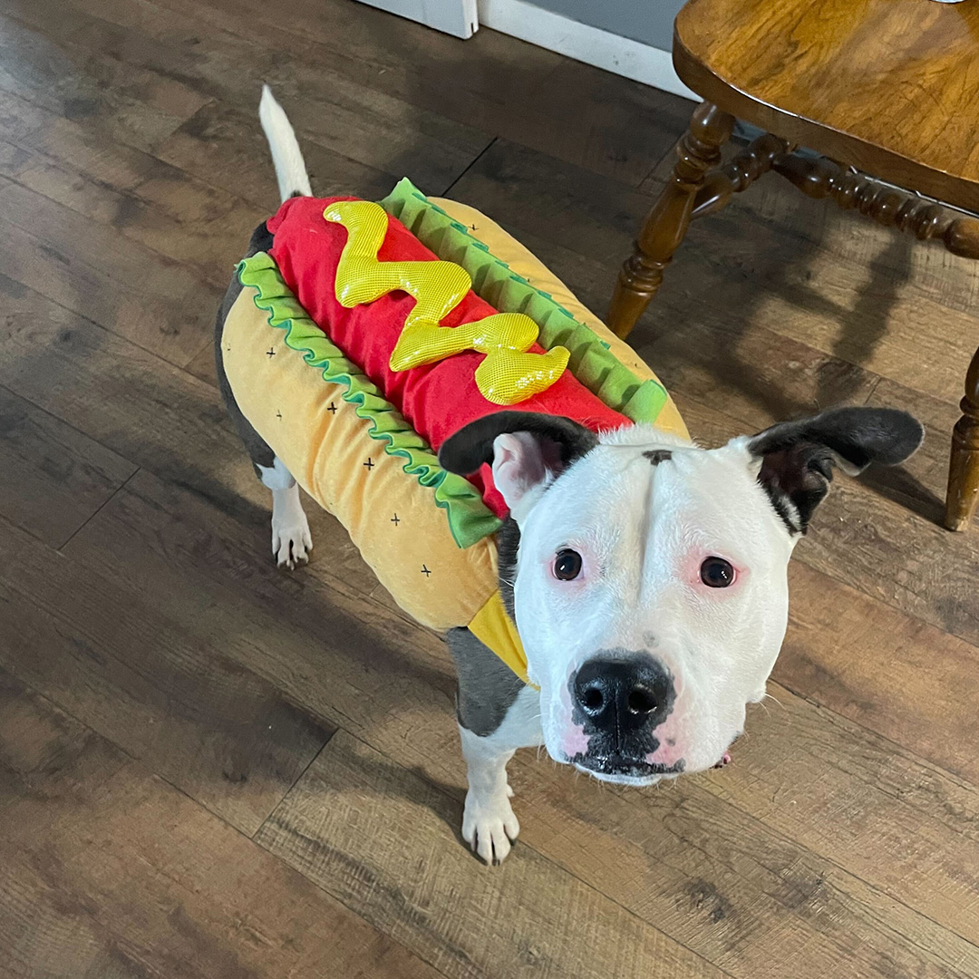 EsparzaTweet's tweet photo. Hot Dog! It's Howl-o-ween! Check out the pets of Esparza's costumes. 🌭🐶
#dogs #cats #doggos #furbabies https://t.co/4qJAJ8v0VI